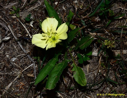 {Oenothera triloba}